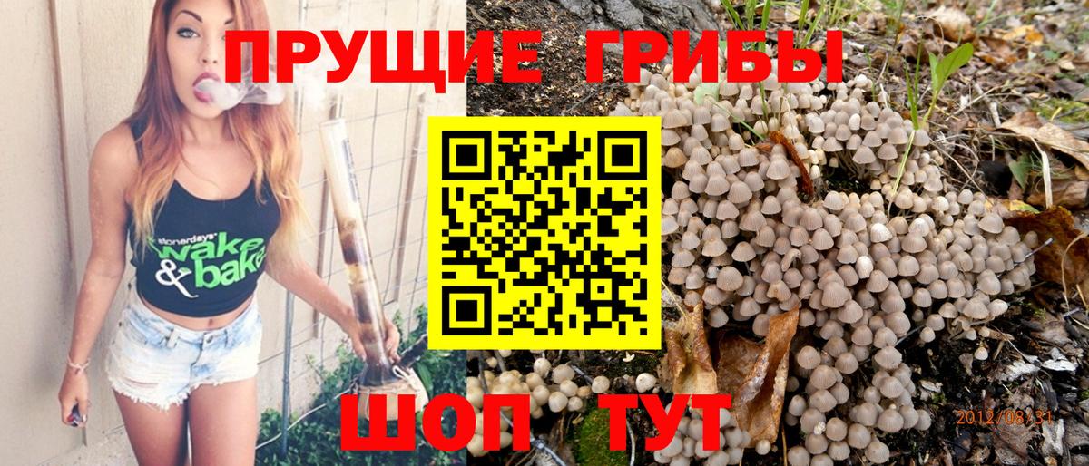 Псилоцибиновые грибы Psilocybe  Вход с VPN  Урус-Мартан  Галлюциногенные грибы прущие грибы 